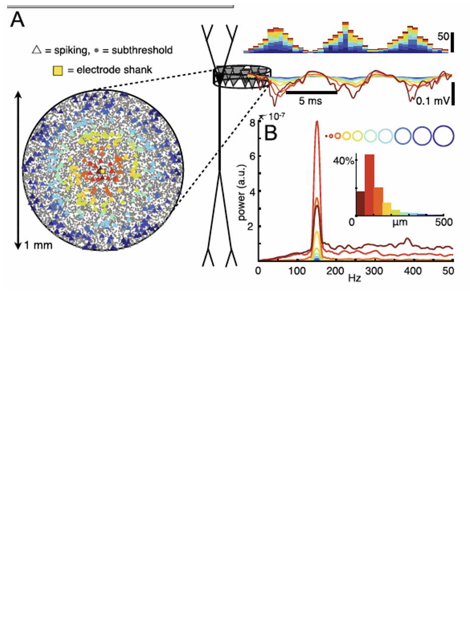 Sharp Wave Ripple Other Ripple Publications – Soltesz Lab